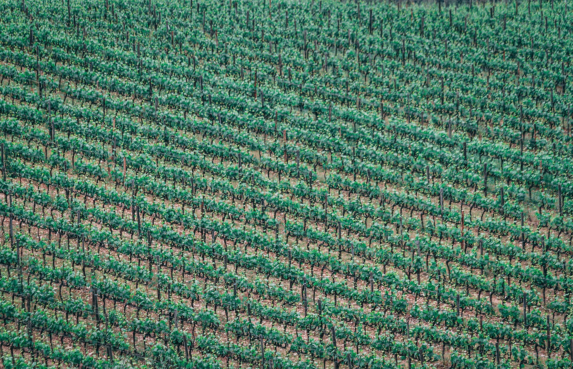 Rows of vines at a Tuscan wine estate, the kind of working farm behind many agriturismo stays