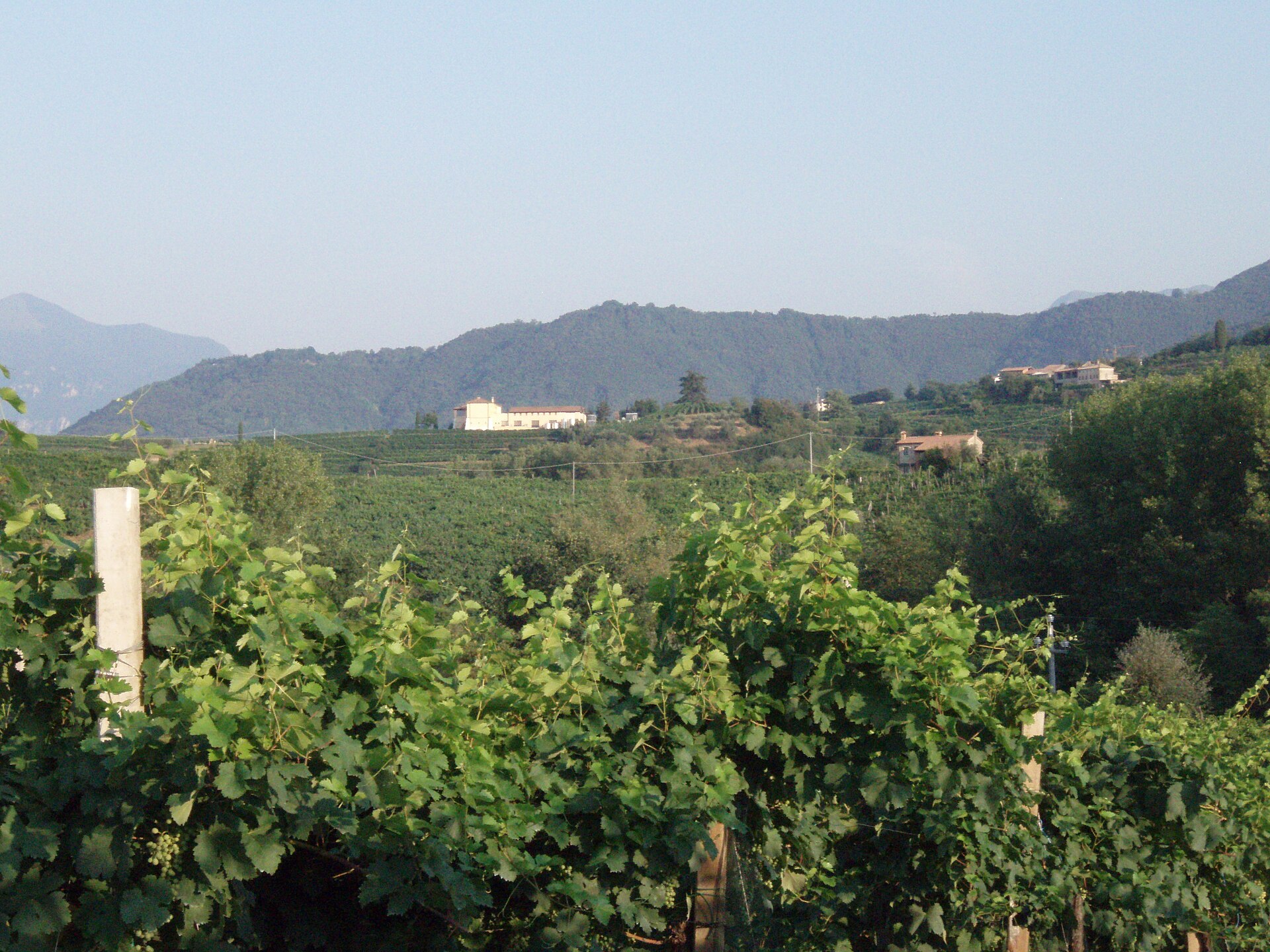 The terraced Prosecco hills near Valdobbiadene — a UNESCO World Heritage landscape and a day trip that most visitors miss entirely
