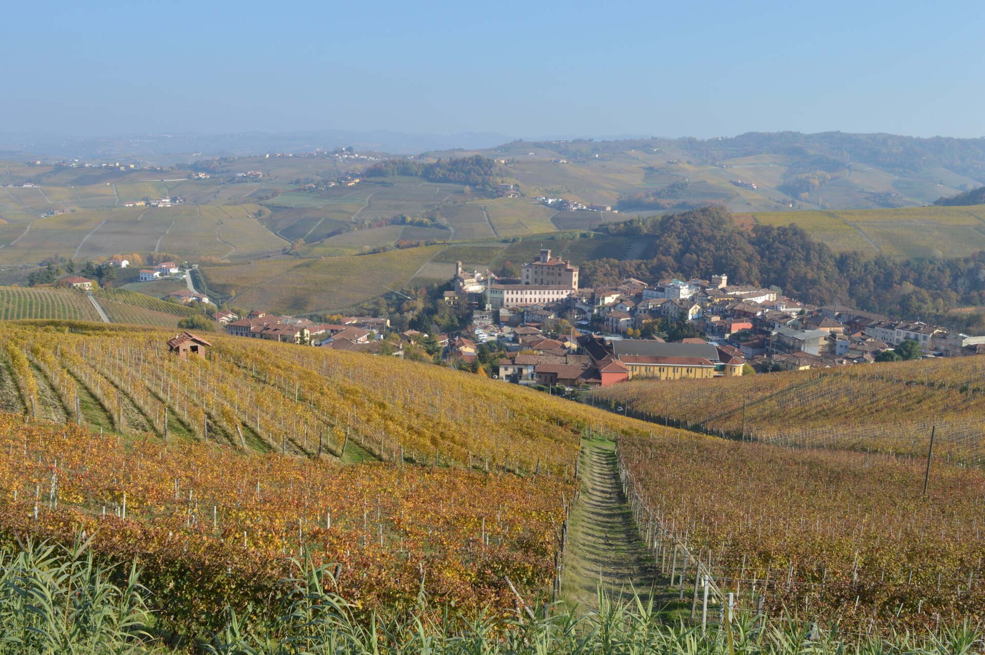 Terraced Nebbiolo vineyards in the Langhe hills of Piedmont near Barolo, golden in autumn light